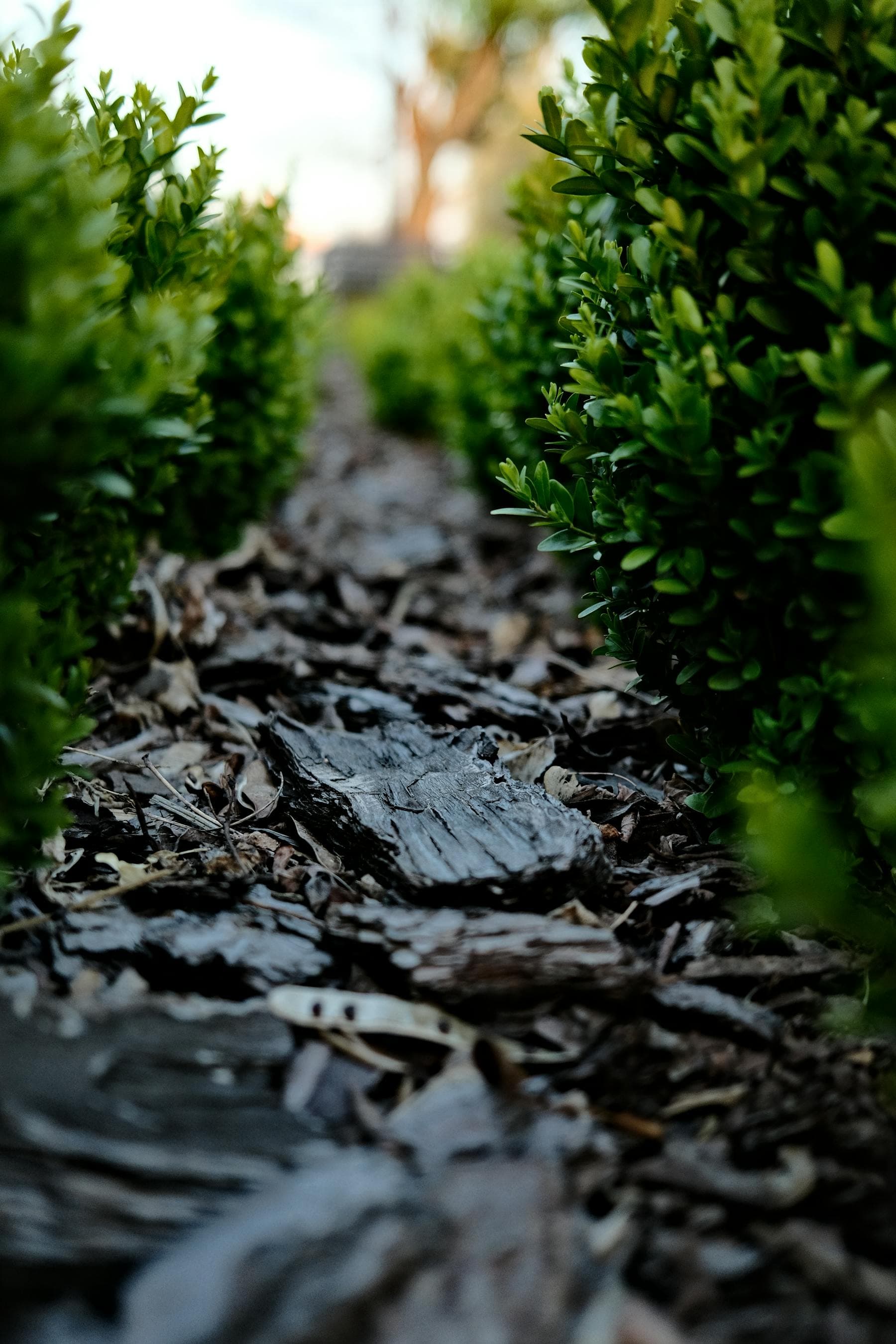 Mulched garden bed with green hedging in focus